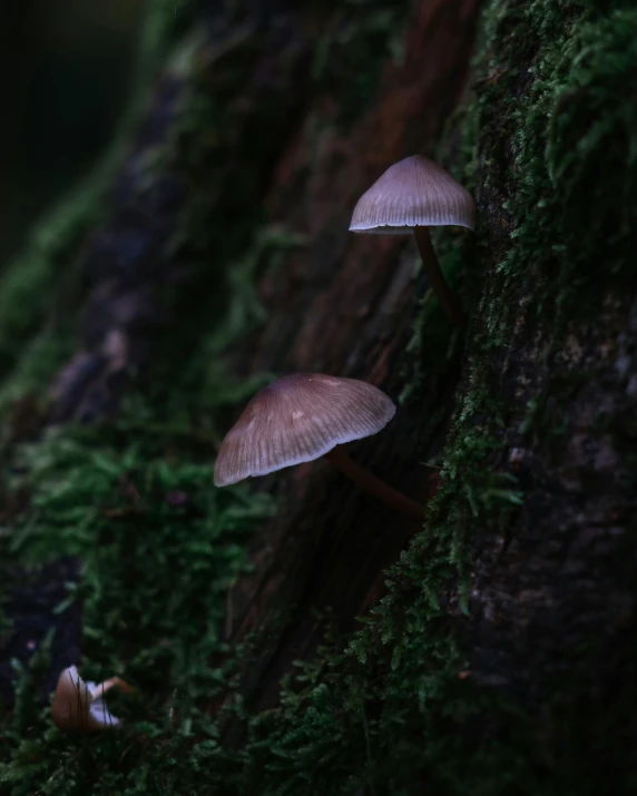 two mushrooms sitting on top of a moss covered tree
