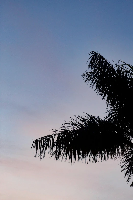 a clock that is on the side of a palm tree