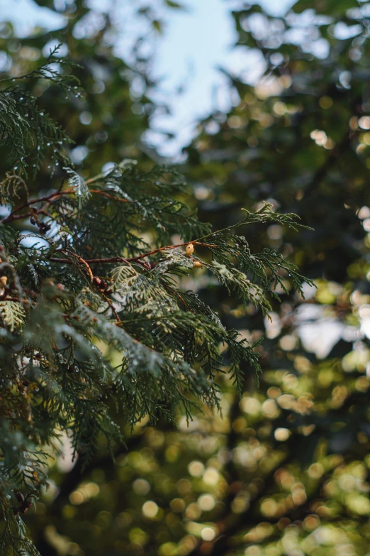 a tree with green leaves during the day