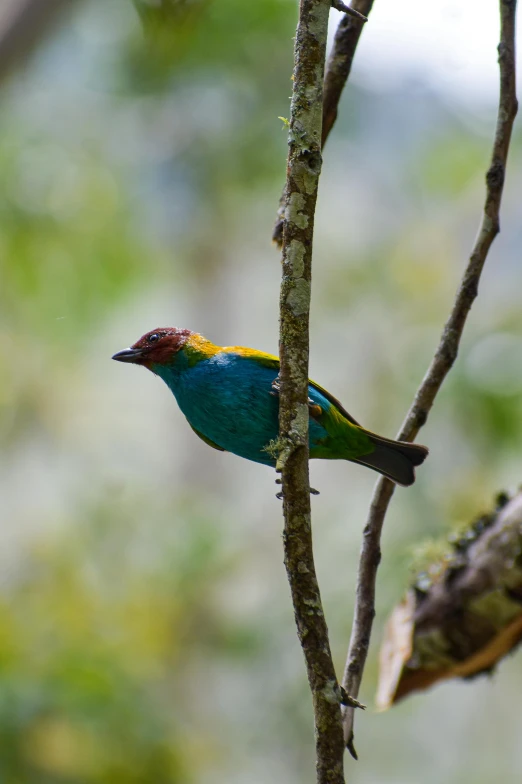 a colorful bird perched on a tree nch