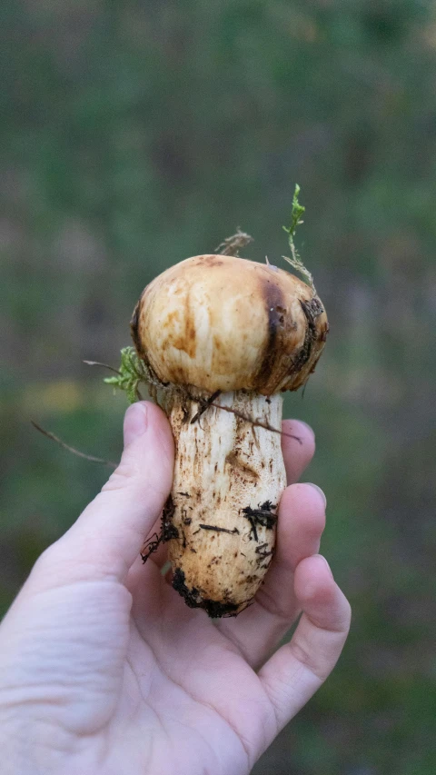 someone holding a rotten mushroom up to the camera