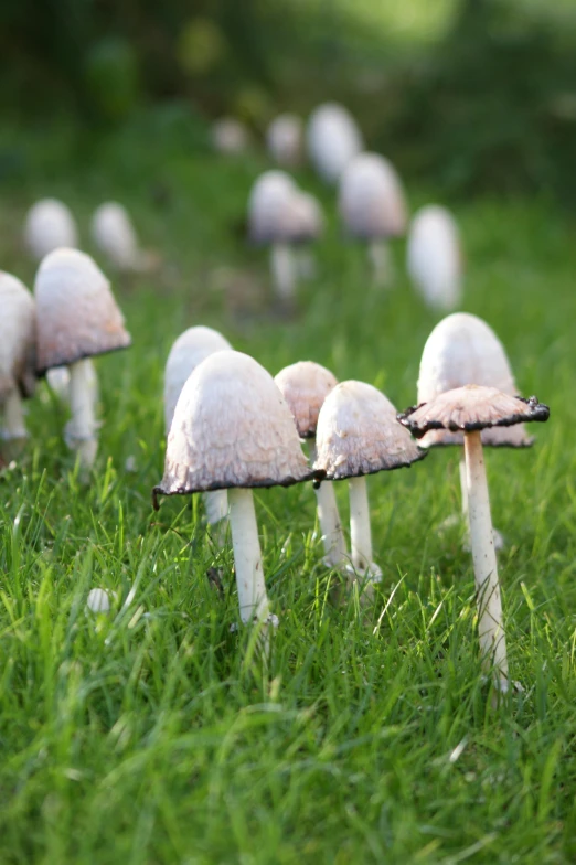 small mushrooms are seen growing out of the ground