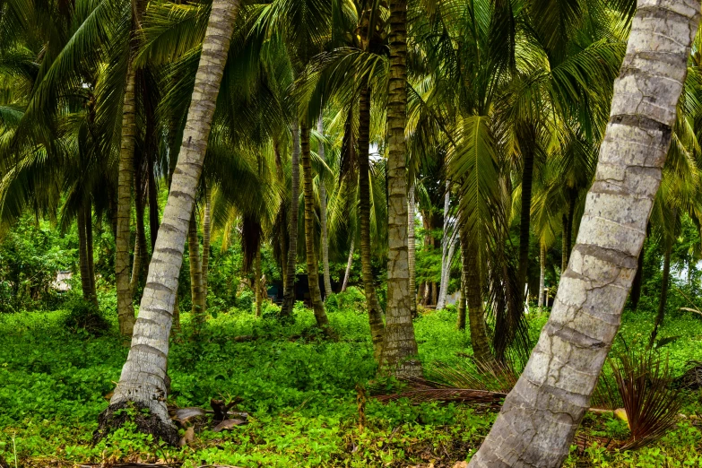 two trees with many leaves are sitting near the grass