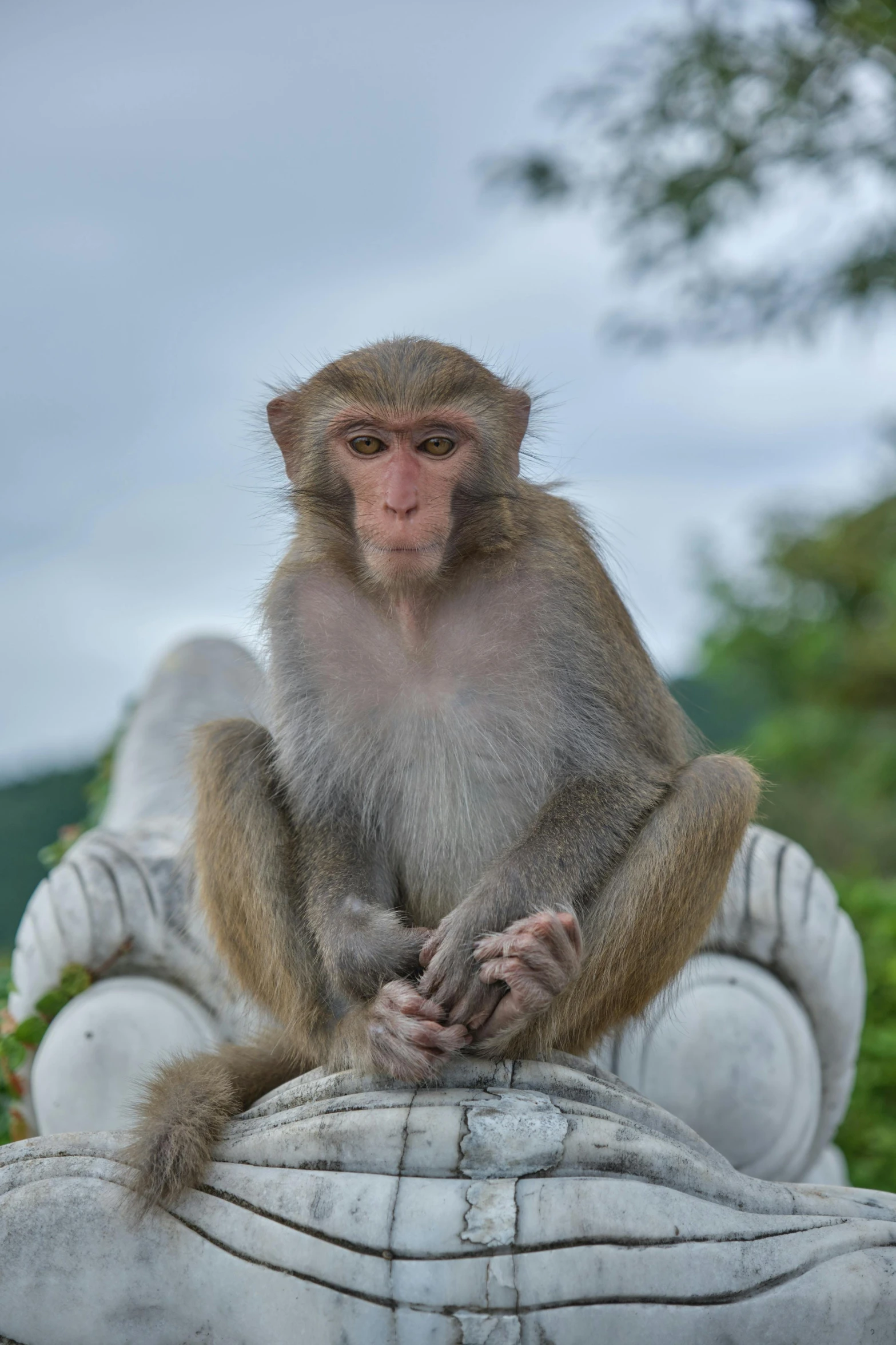 monkey sitting on a statue in front of the woods