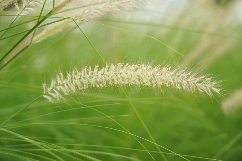 some white grass with long grasses in the background