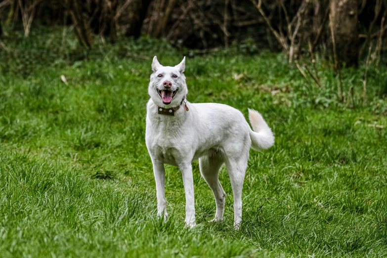 a white dog standing in a field with its tongue hanging out