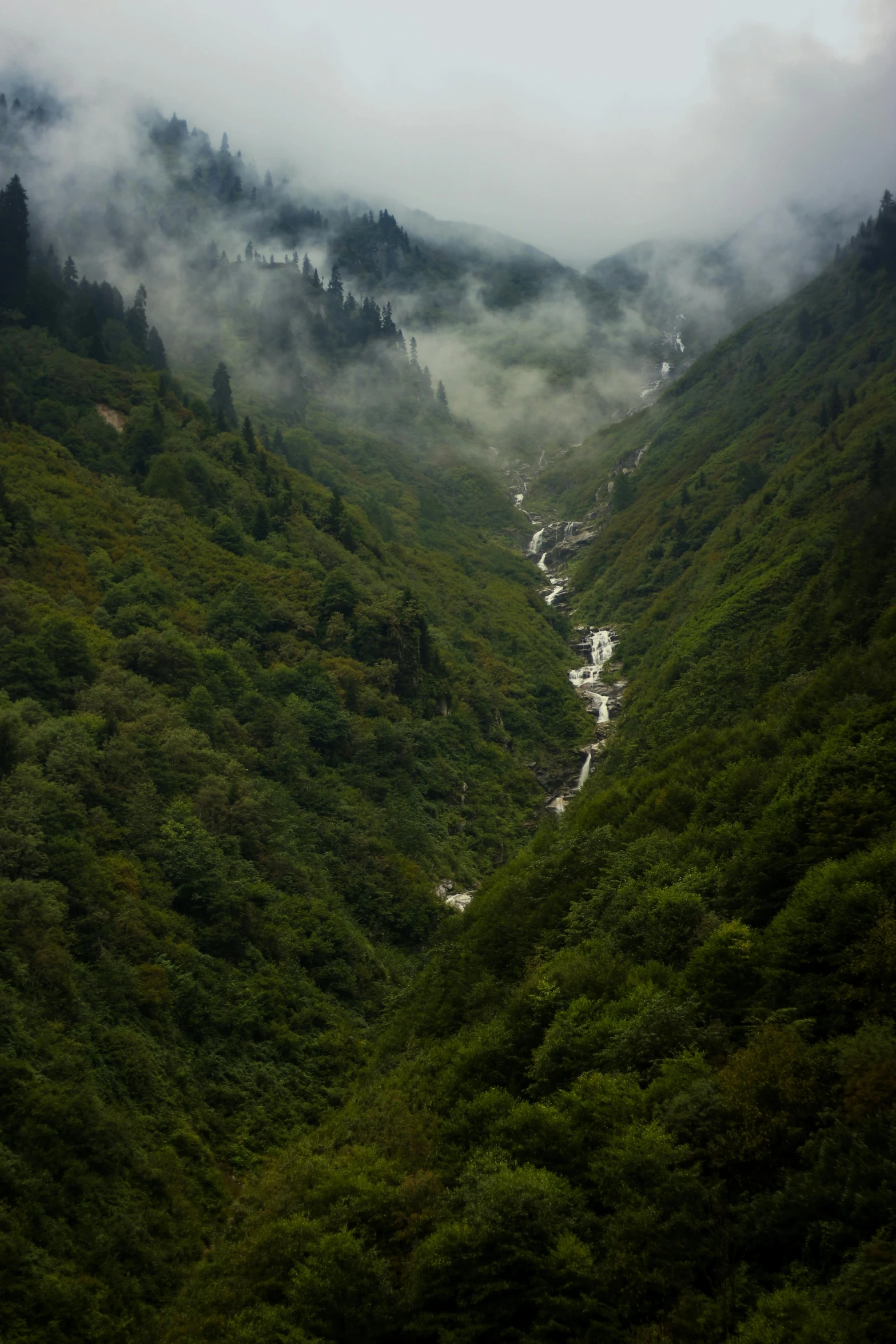 green hills covered in low cloud and trees