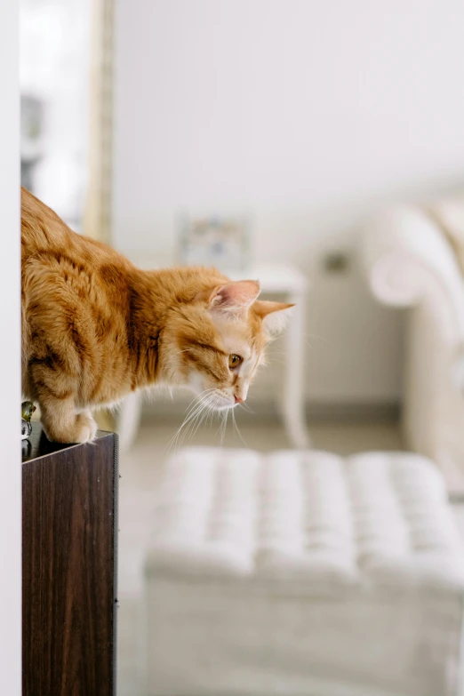 the orange cat is looking at the white couch