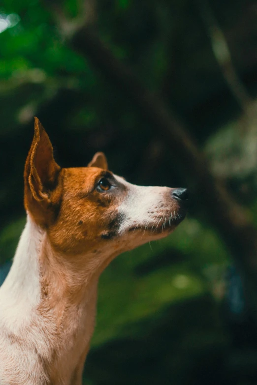 a brown and white dog standing next to trees