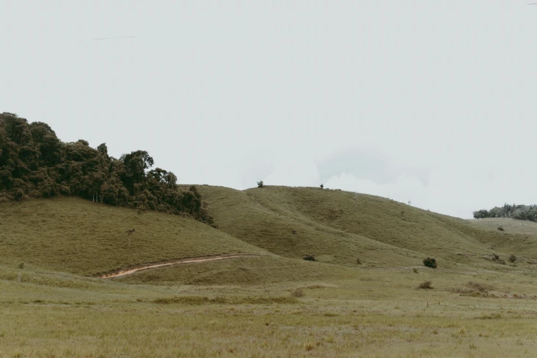 the countryside is full of yellow grass on this hillside