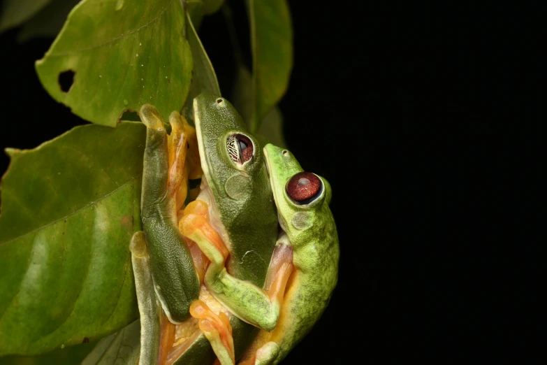 a frog with its eyes on the edge of the leaves