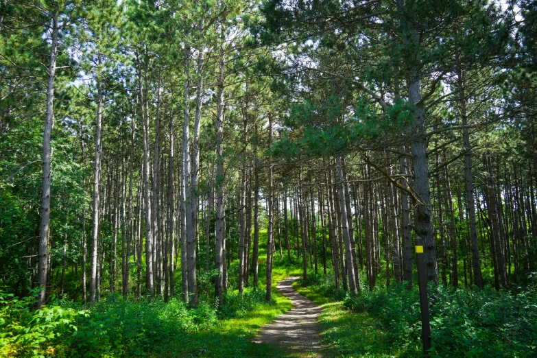 a dirt road surrounded by lush green trees