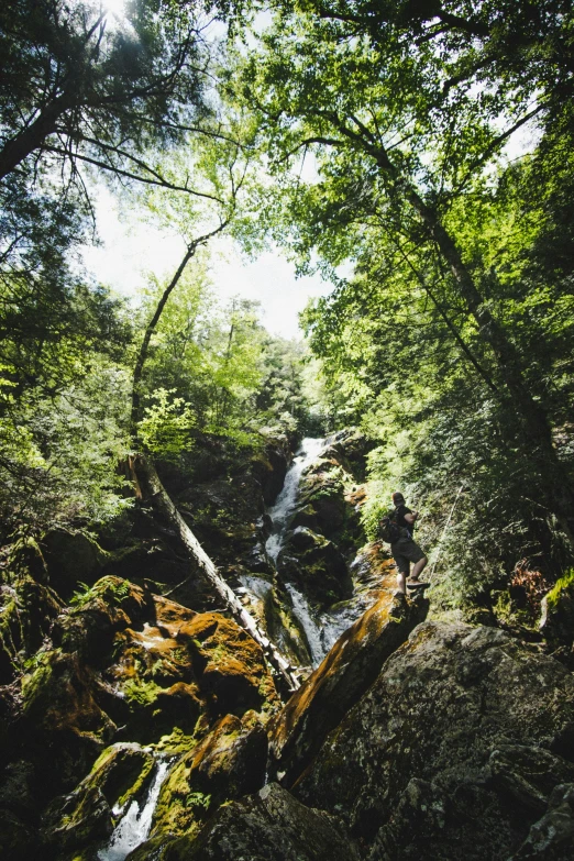 a stream with lots of green trees in the woods