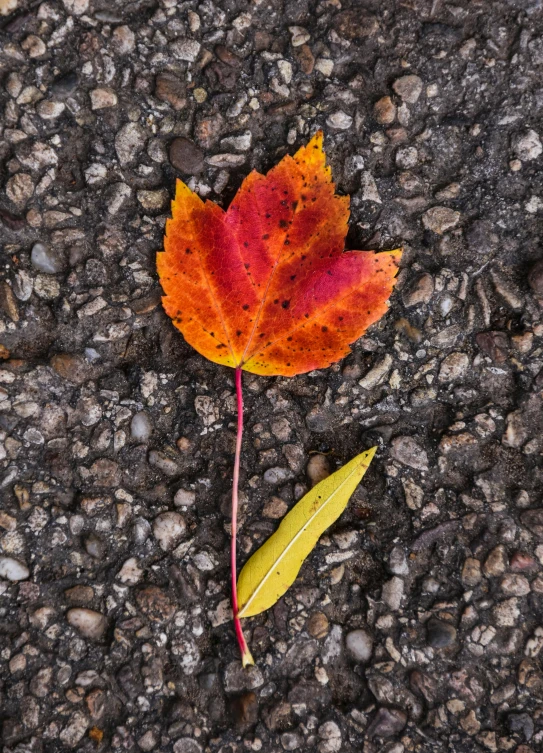 a leaf that is laying down on the ground