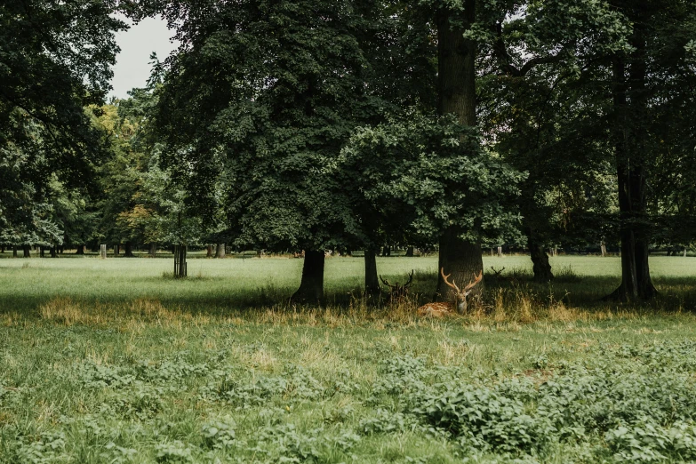 green trees in a forest with some grass