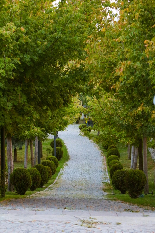 a gravel path between several trees and a grassy area