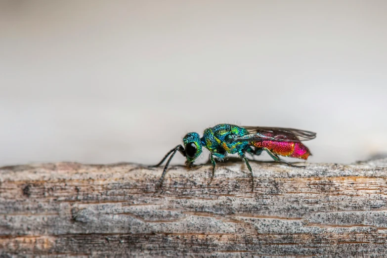 an image of a flies insect on a wood