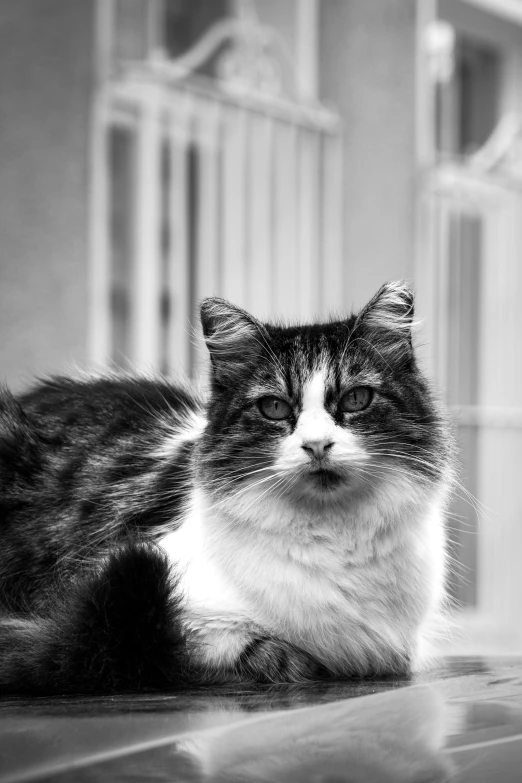 a black and white cat lying on the ground