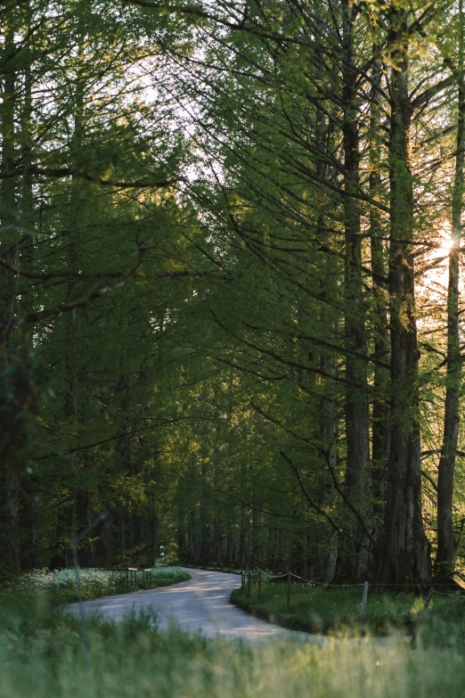 a road with many trees along both sides