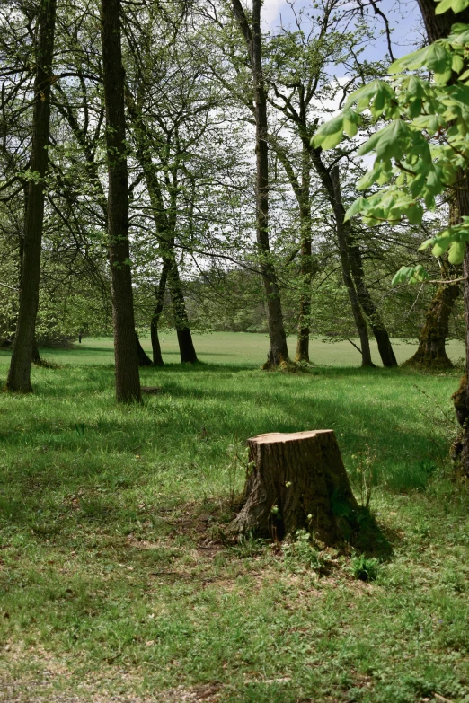 an up - turned, old tree stump is surrounded by grass and trees