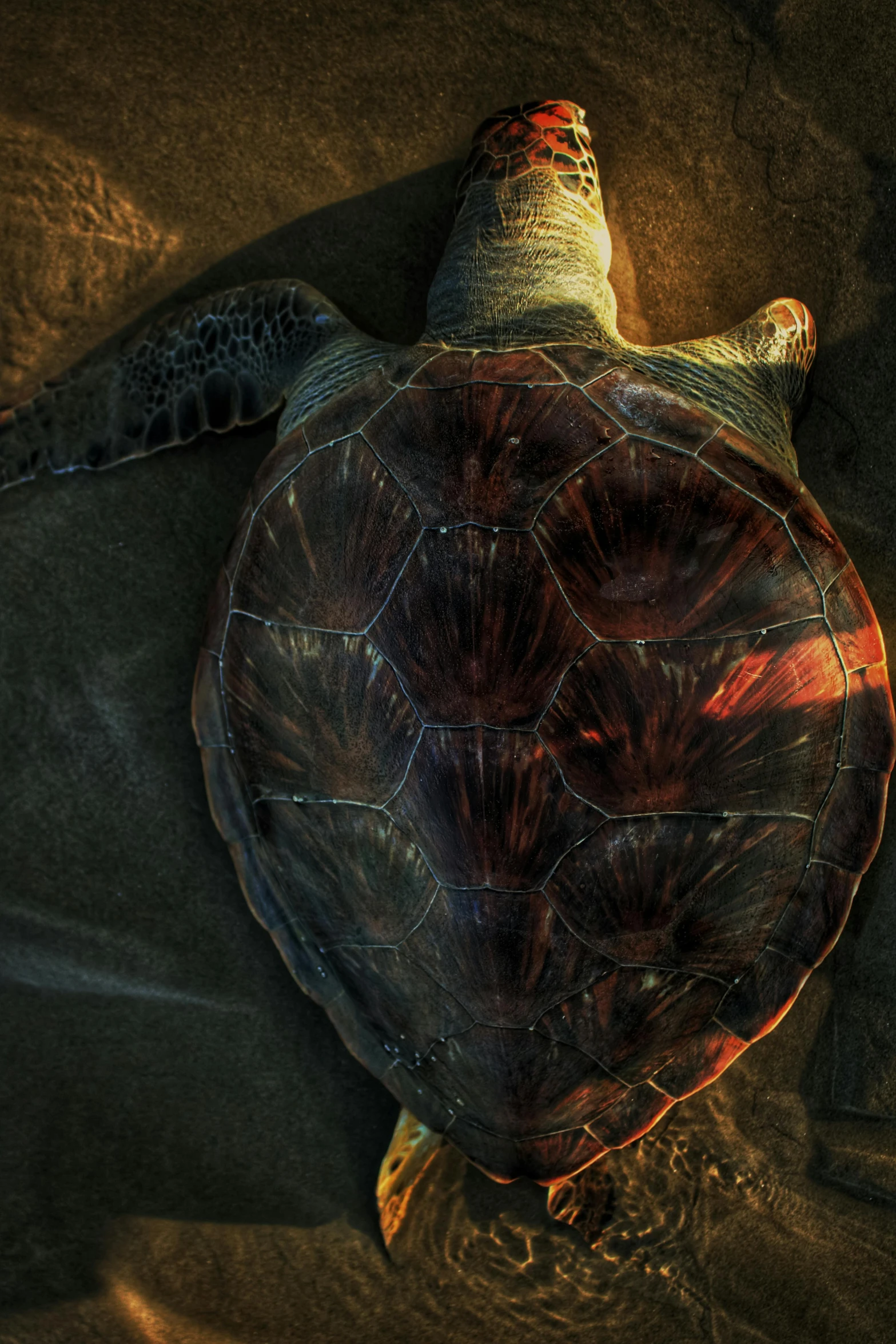 this is a picture of a turtle laying on the sand