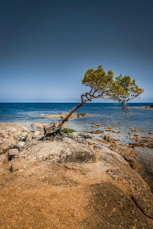 the tree on the beach is standing alone