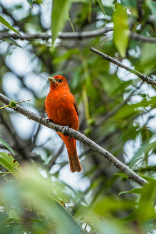 a bird sits on a tree nch as it watches