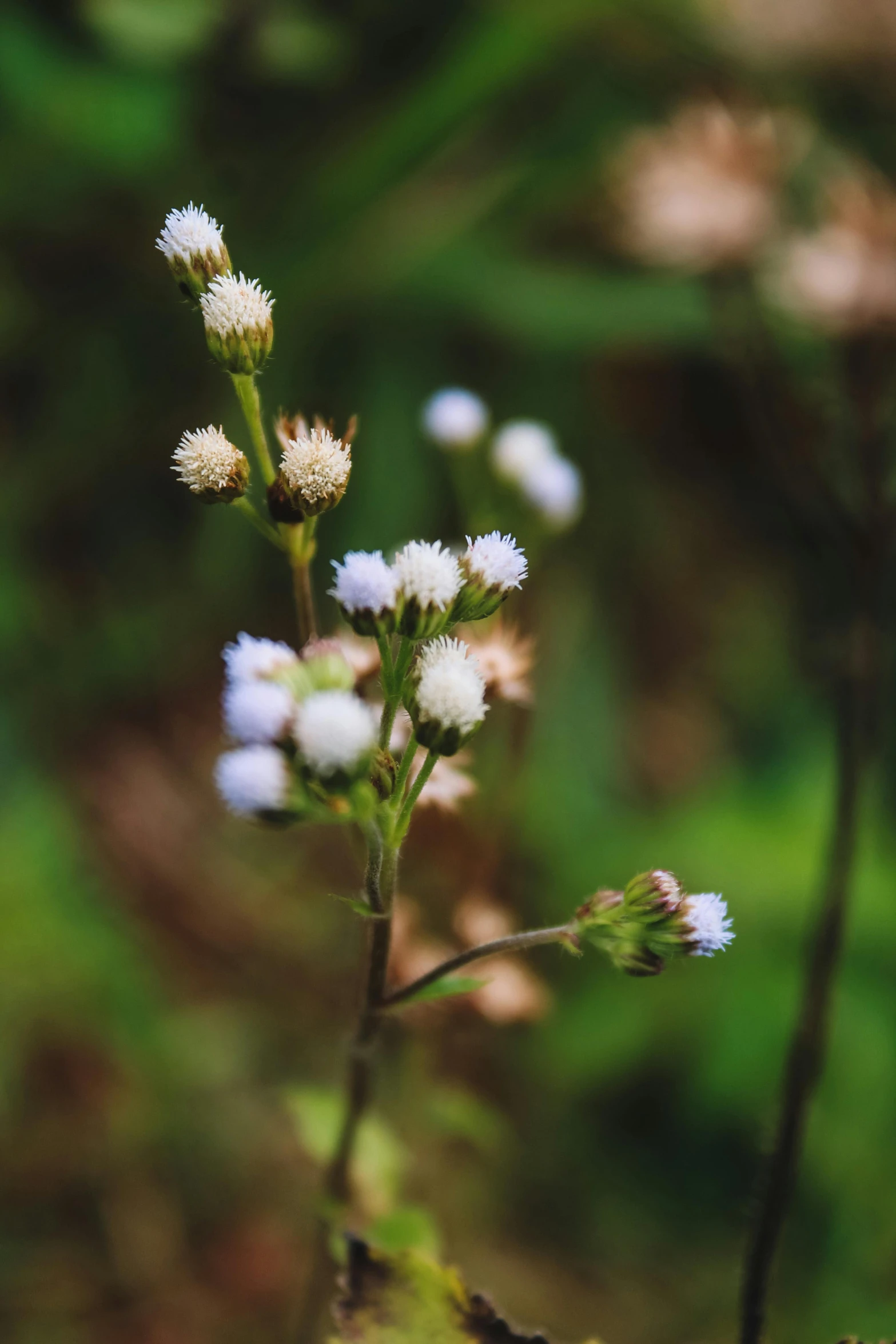 some white flowers with lots of tiny tiny white flowers on them