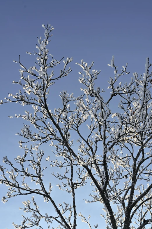 a leafless tree with a blue sky in the background