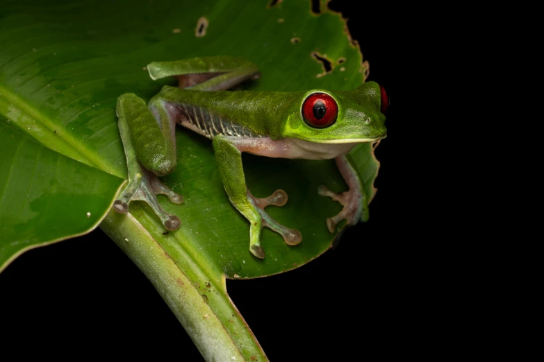 a frog with a red eye sits on a green plant
