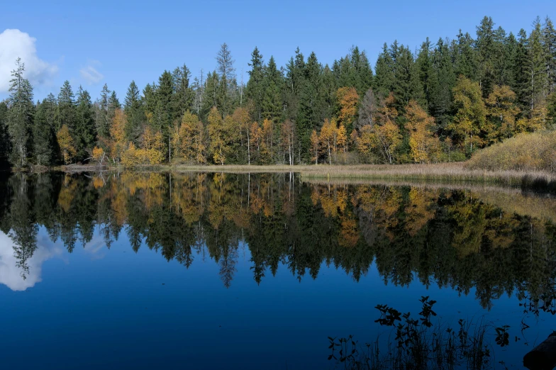 a body of water surrounded by a forest with many trees