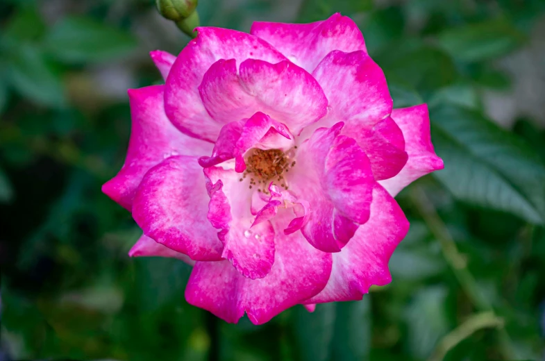 a very pink flower that is out side