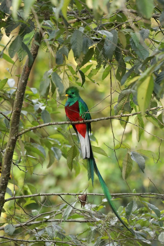 a colorful bird sitting on top of a tree nch