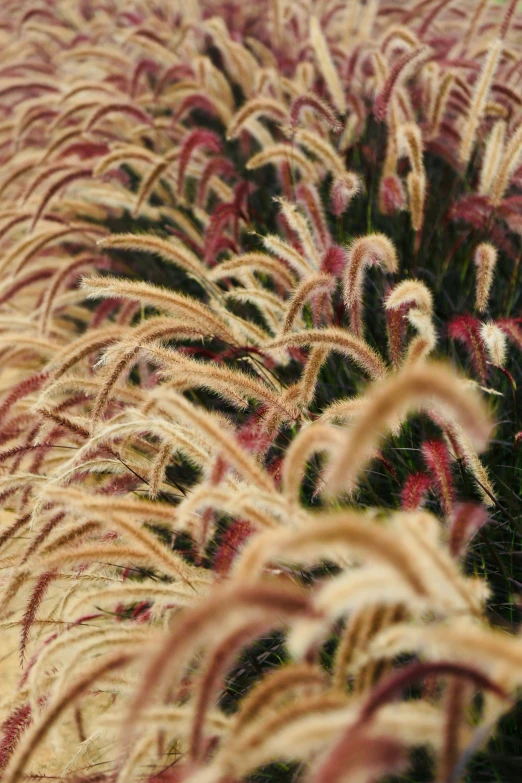 a flower in bloom near the edge of a field