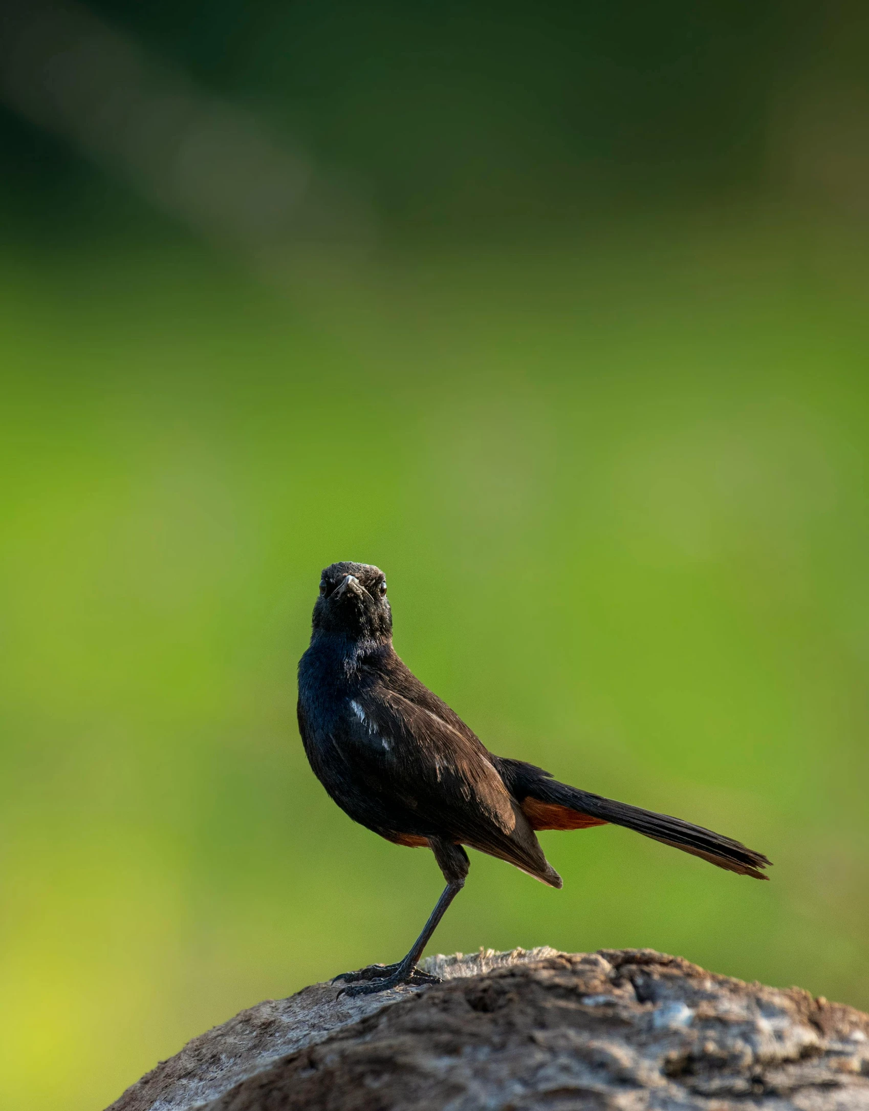 a black bird on a nch on top of a log