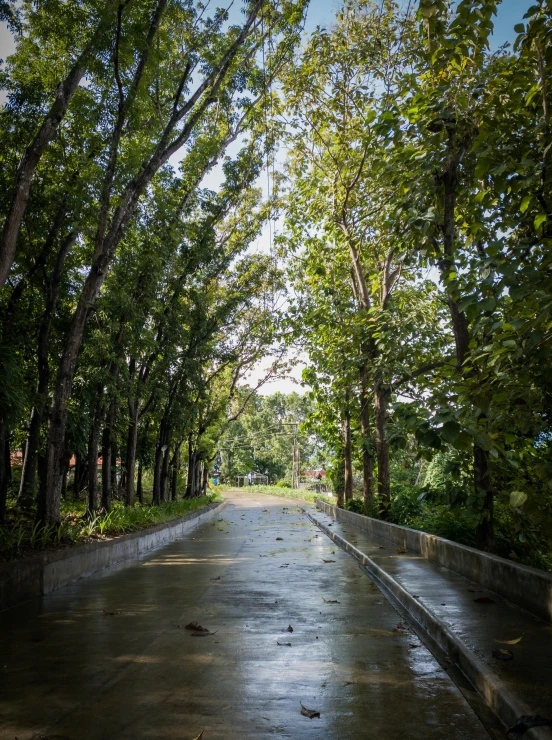 a wet street has trees lining both sides of it