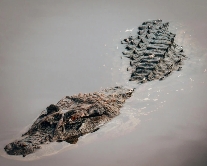 two crocodiles with their heads facing each other