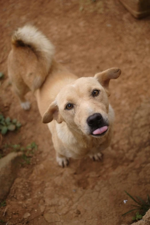 a cute little dog standing in dirt with it's tongue hanging out