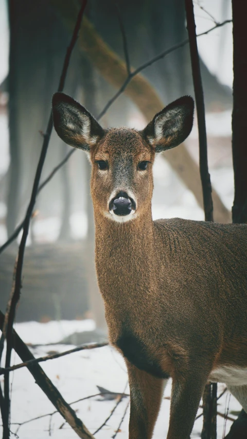 a deer standing in the snow near some trees