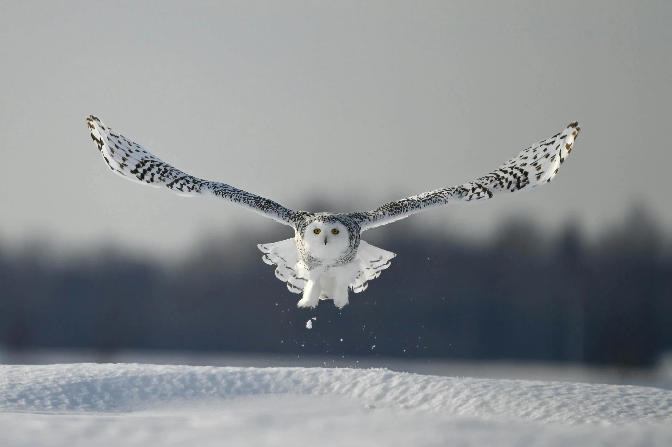 a owl taking off from the ground in a snow covered area