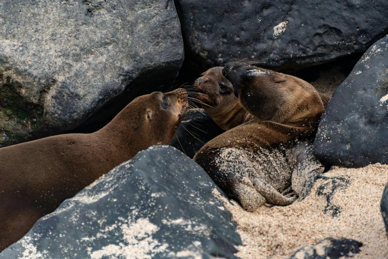 a seal playing in the sand next to another seal