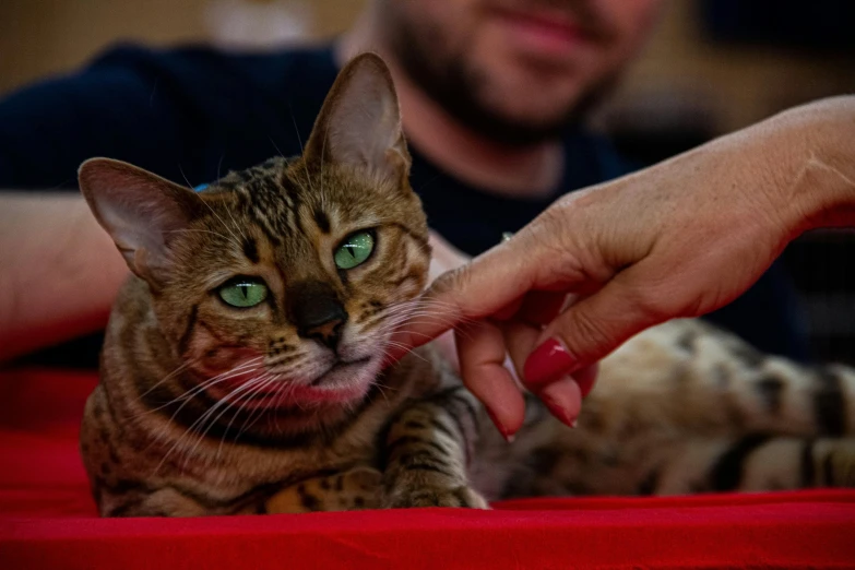 a cat sitting in a red cushion being petted by a person