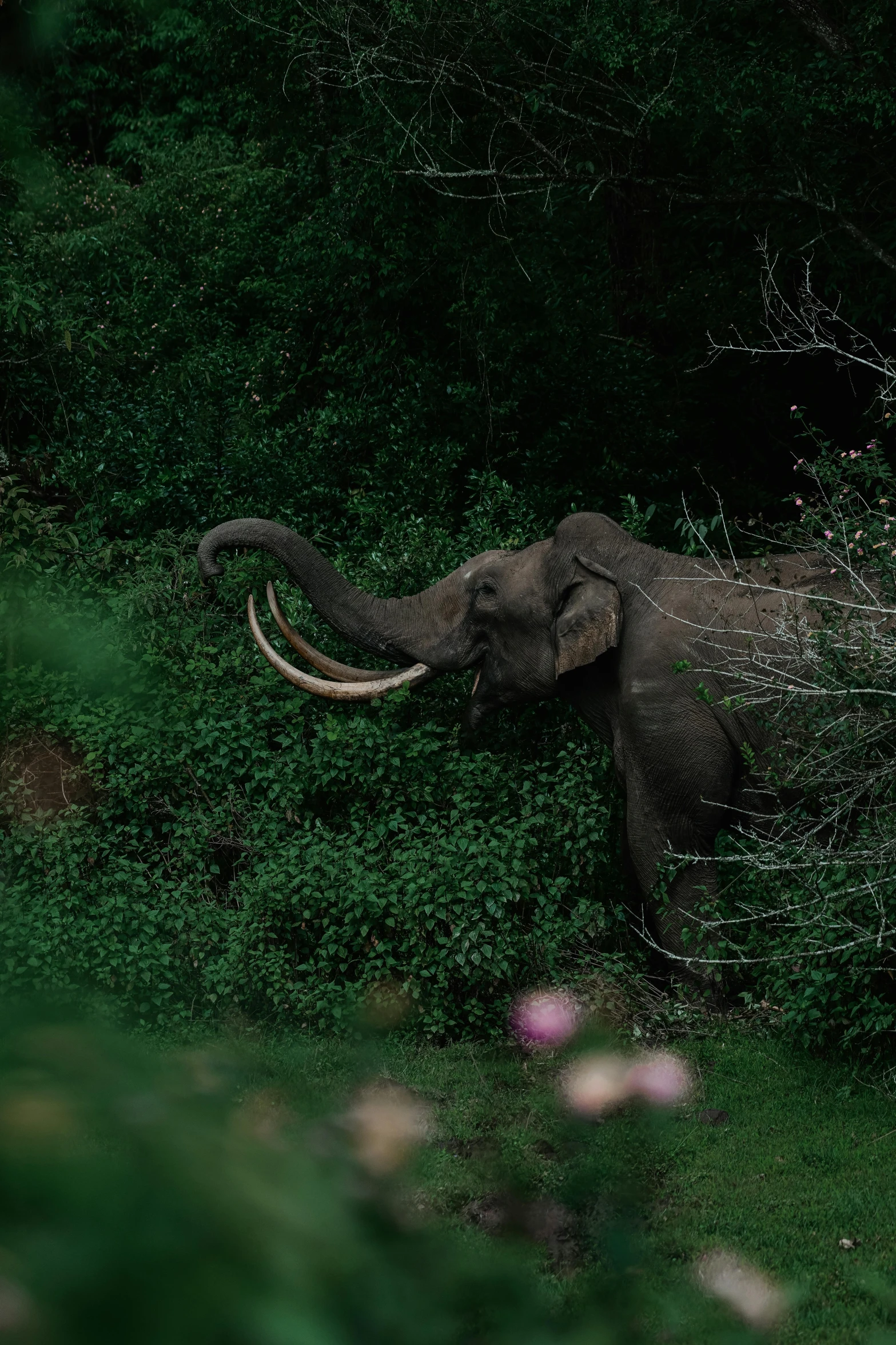 an elephant that is walking in the grass