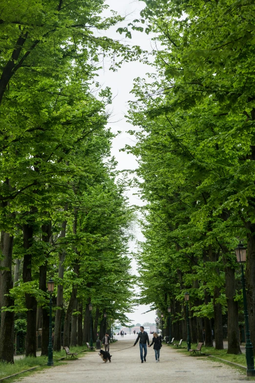 two people walk down a tree lined pathway