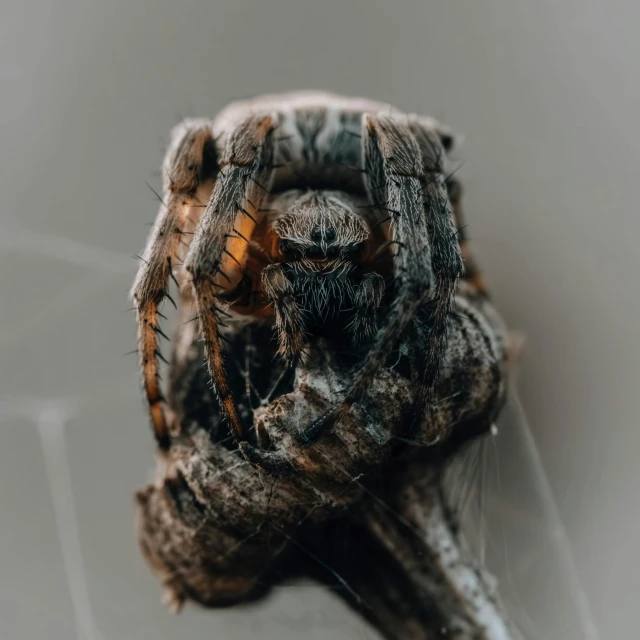 a fly's head on a human arm with several flies around it