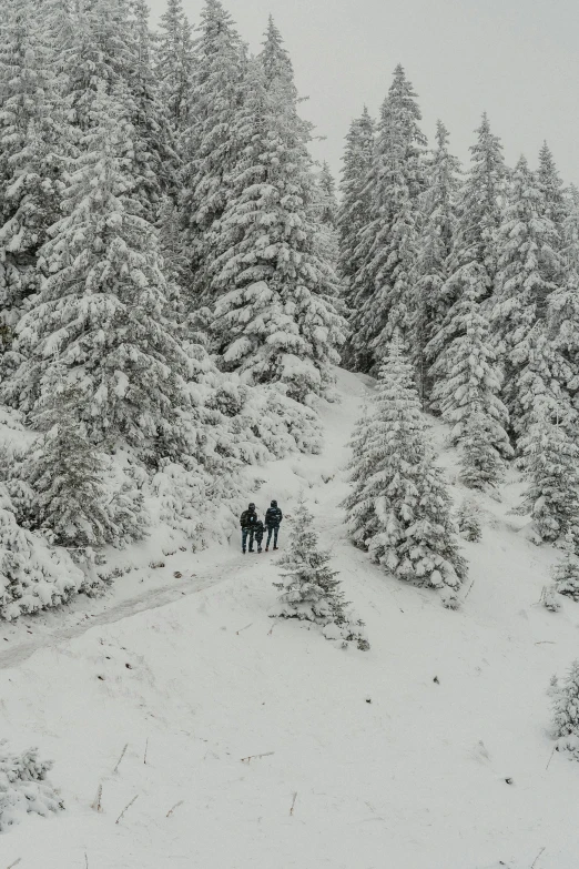 two people are standing in the snow surrounded by pine trees