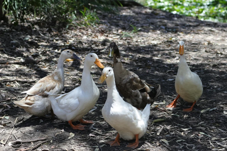 several ducks that are walking together in the dirt