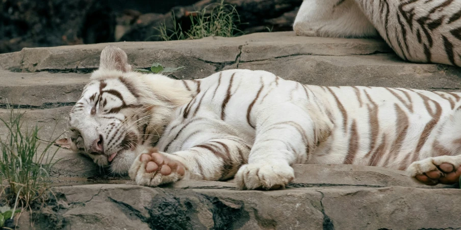 a tiger laying on some rocks with its paws