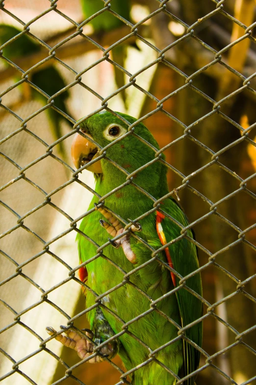 a green parrot is perched on a fence