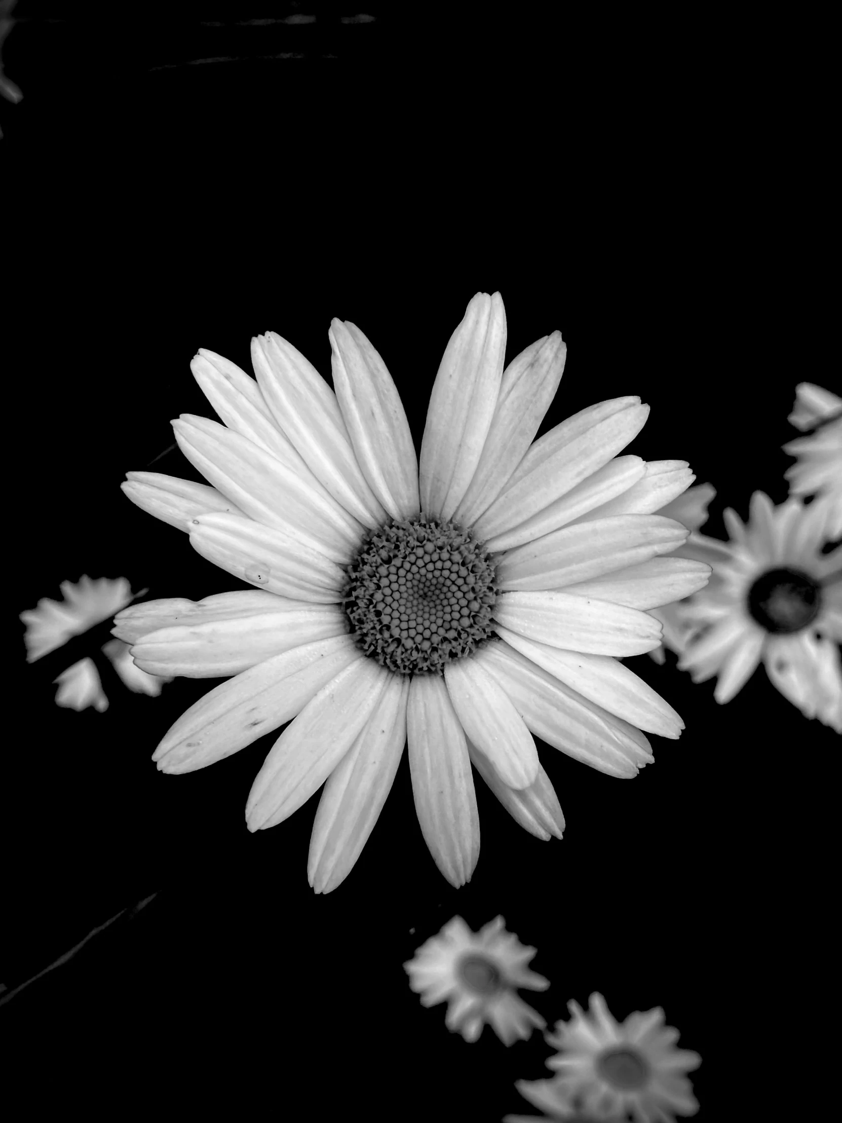 black and white pograph of daisies with space for text